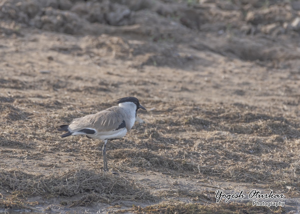 River Lapwing - ML616148818