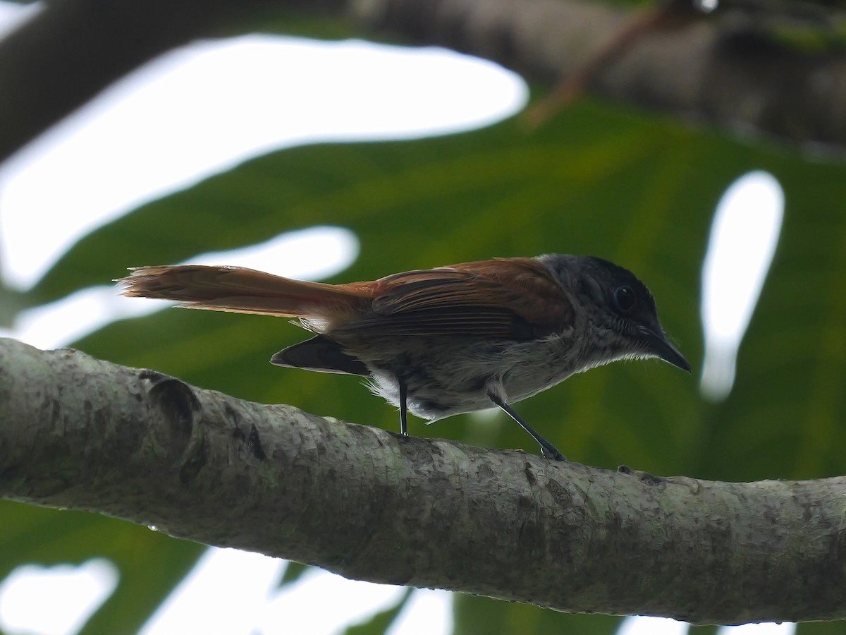 Sao Tome Paradise-Flycatcher - ML616148819