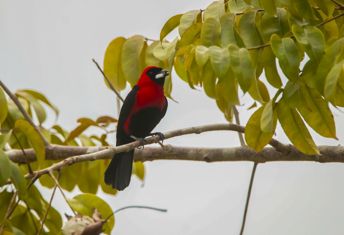 Masked Crimson Tanager - ML616148825