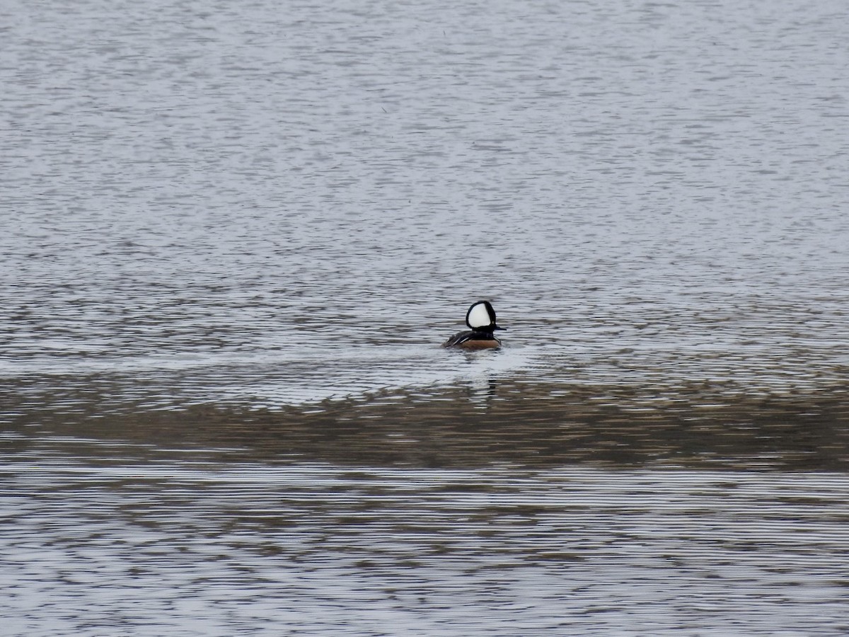 Hooded Merganser - ML616148844