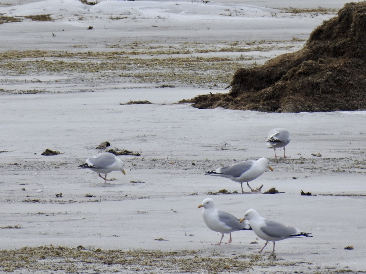 American Herring Gull - ML616148856