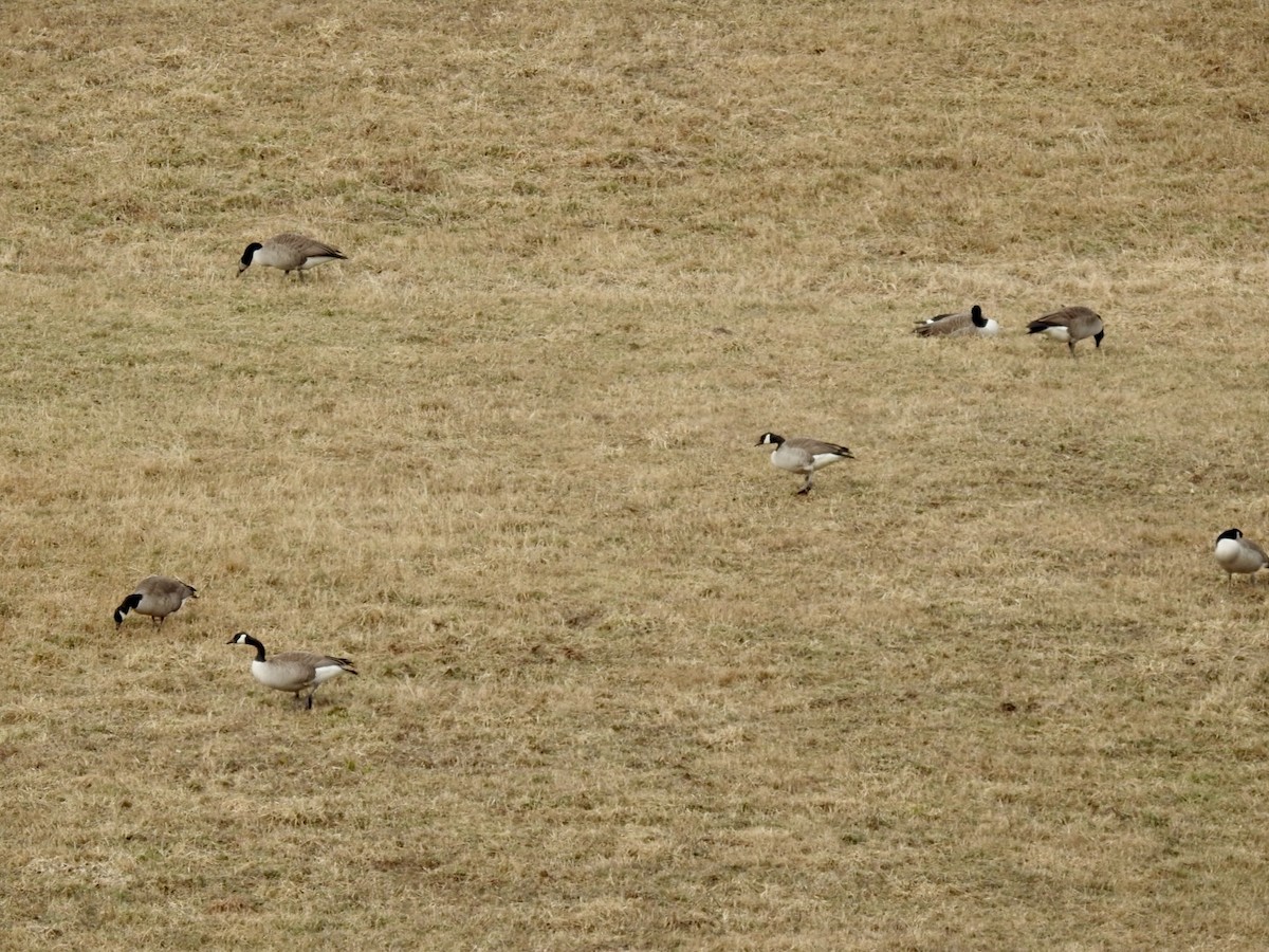 Kanadagans - ML616148865