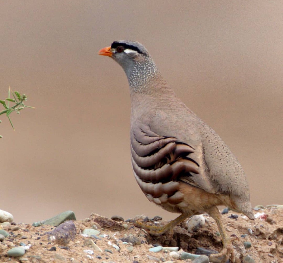 See-see Partridge - ebrahim shafizadeh