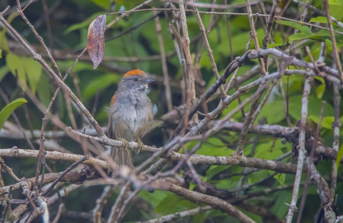 Dark-breasted Spinetail - ML616148870