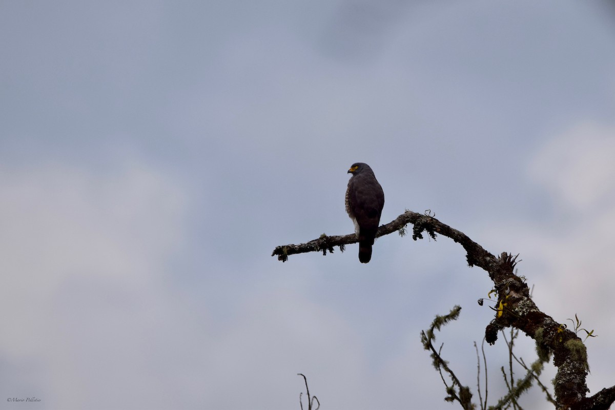 Roadside Hawk - ML616148888