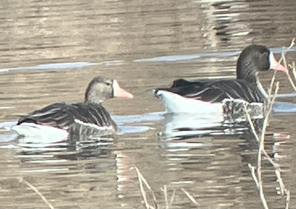 Greater White-fronted Goose - ML616148899