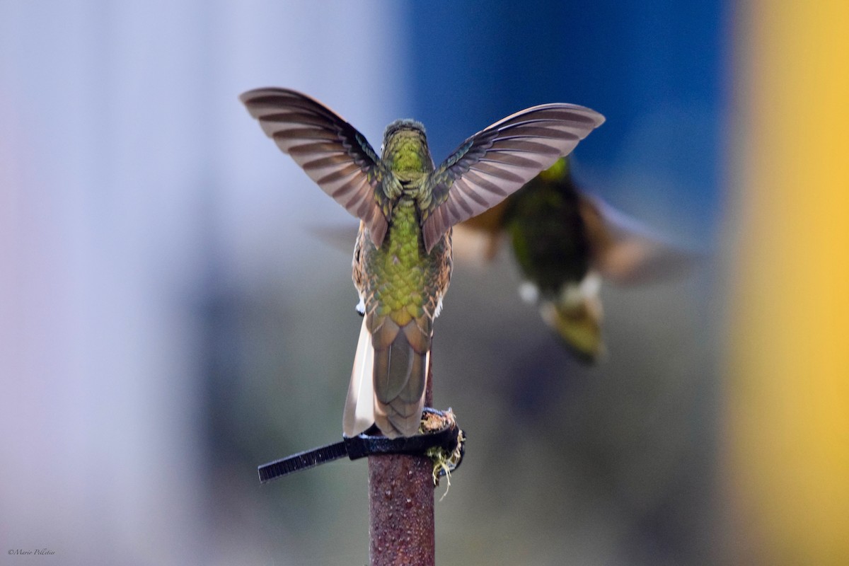 kolibřík žlutoocasý - ML616148919