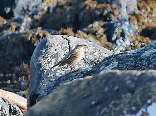 Rock Pipit (Eastern) - ML616148937