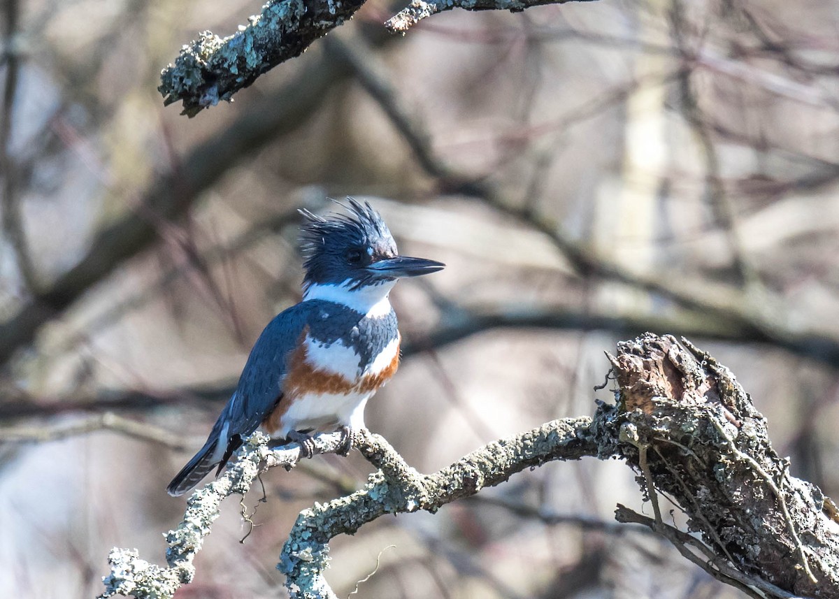 Belted Kingfisher - ML616148948