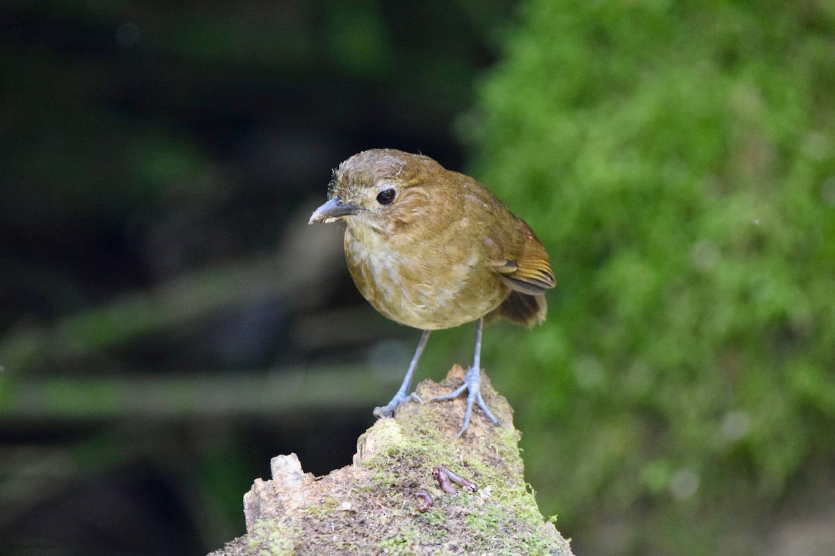 Brown-banded Antpitta - Mario Pelletier