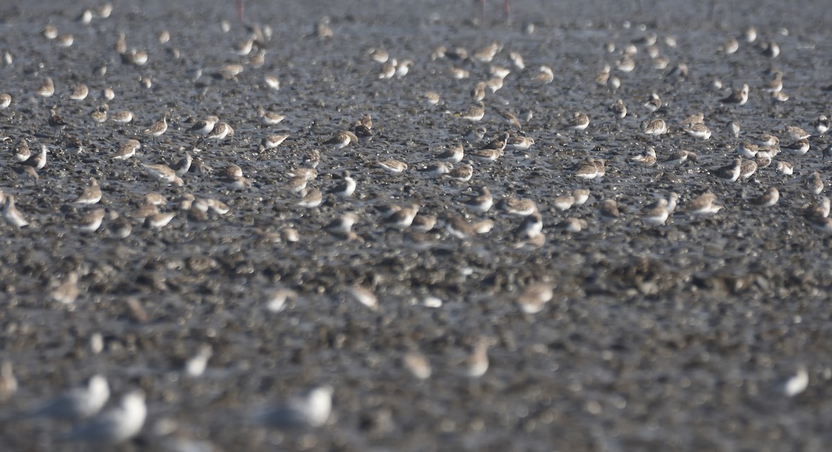 Little Stint - ML616149053