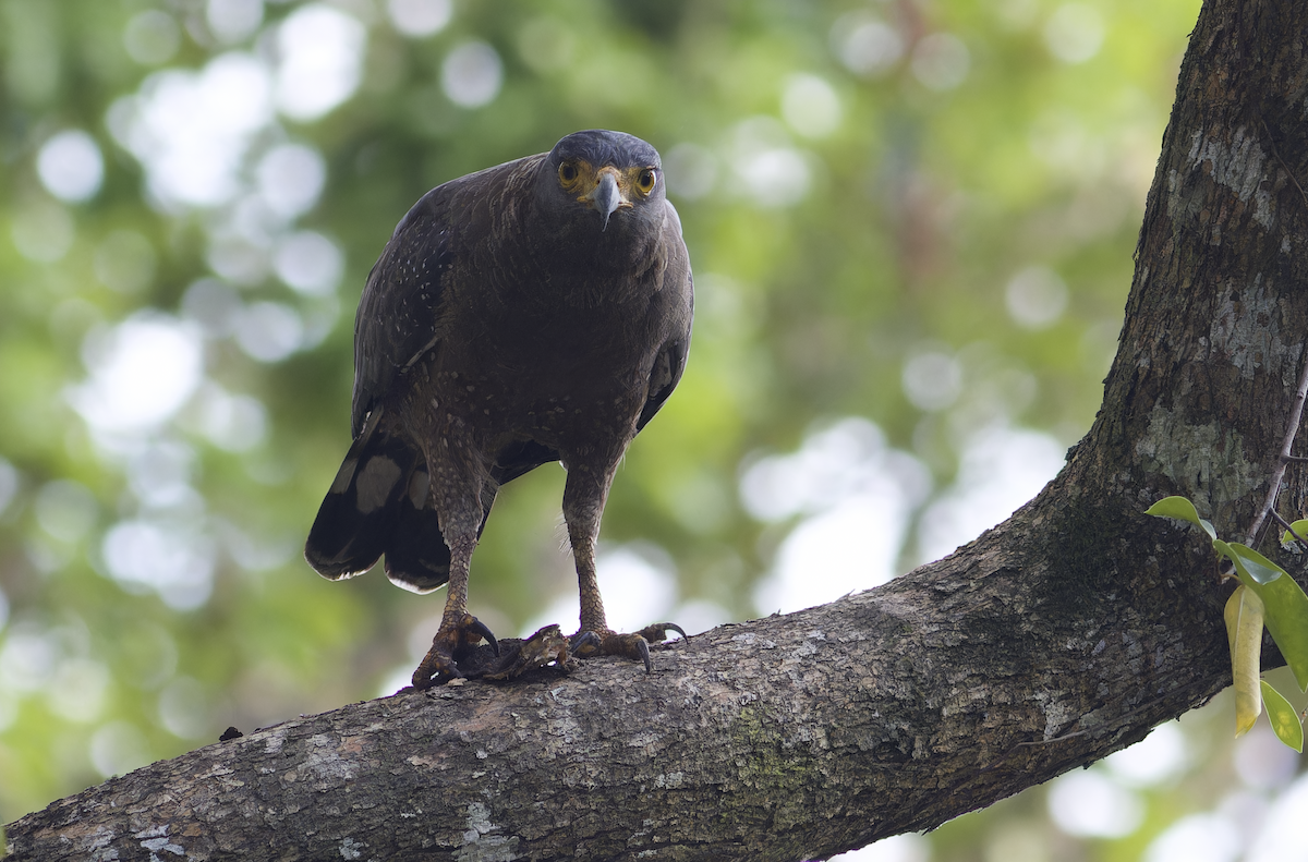 Haubenschlangenadler (davisoni) - ML616149056