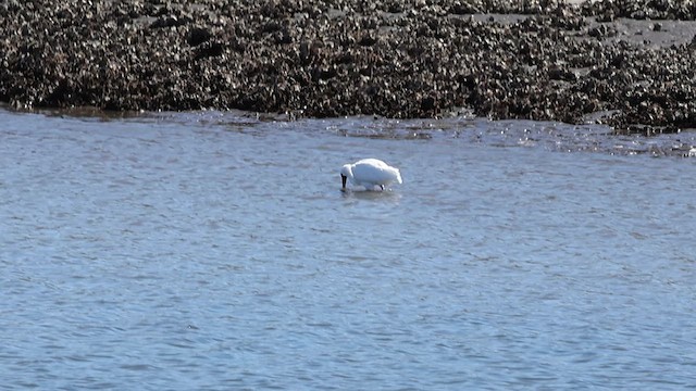 Black-faced Spoonbill - ML616149071