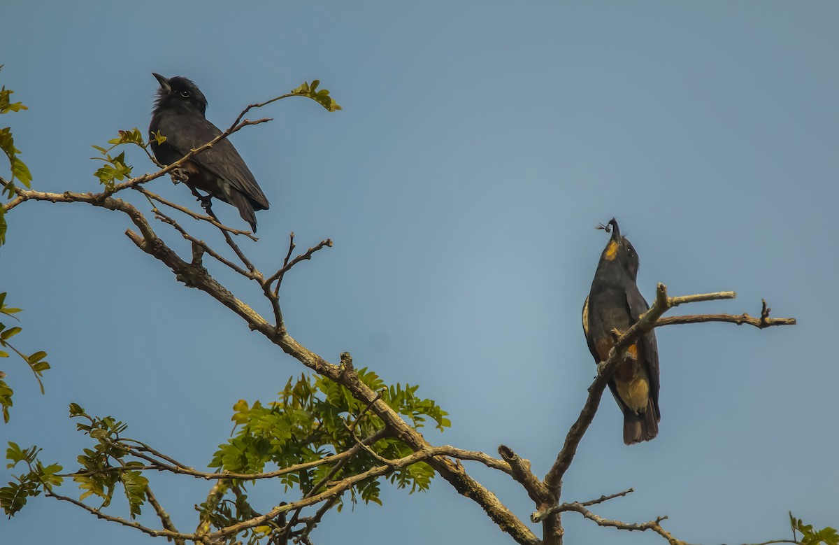 Swallow-winged Puffbird - ML616149099