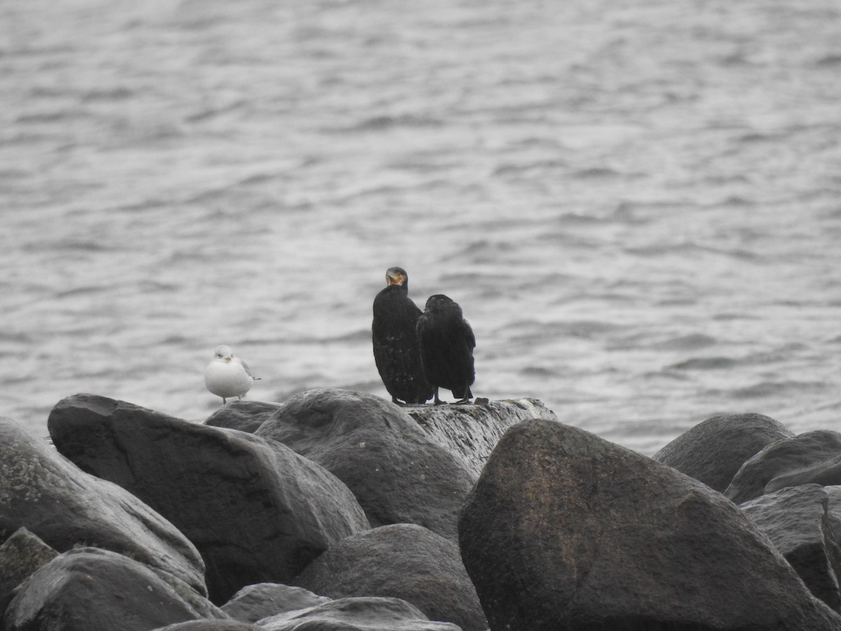 Black-legged Kittiwake - ML616149106