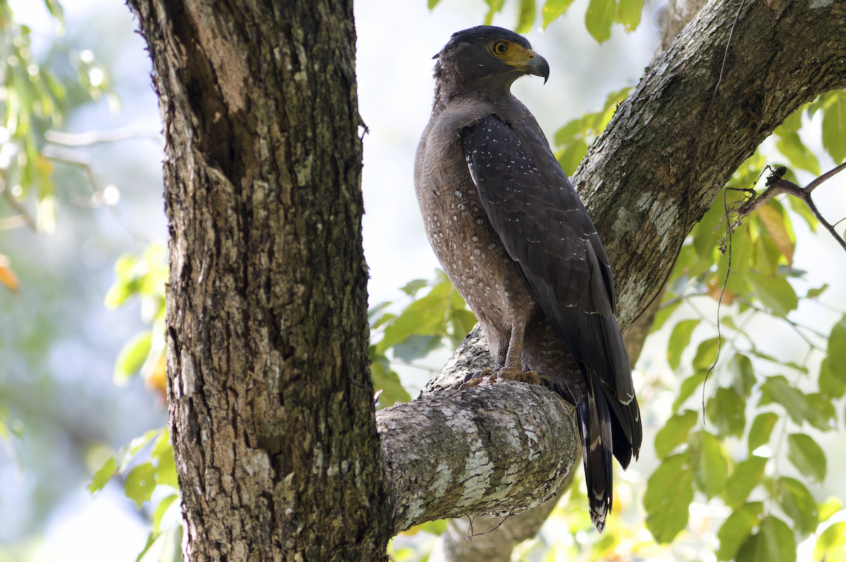 Haubenschlangenadler (davisoni) - ML616149185