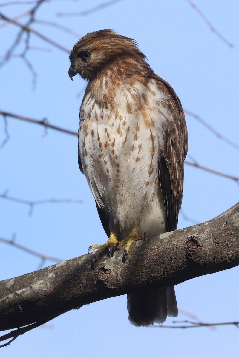 Red-shouldered Hawk - William Hull