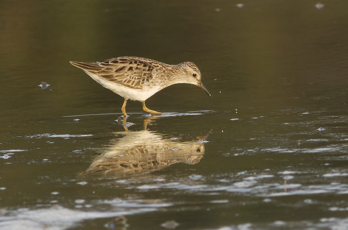 Long-toed Stint - ML616149235