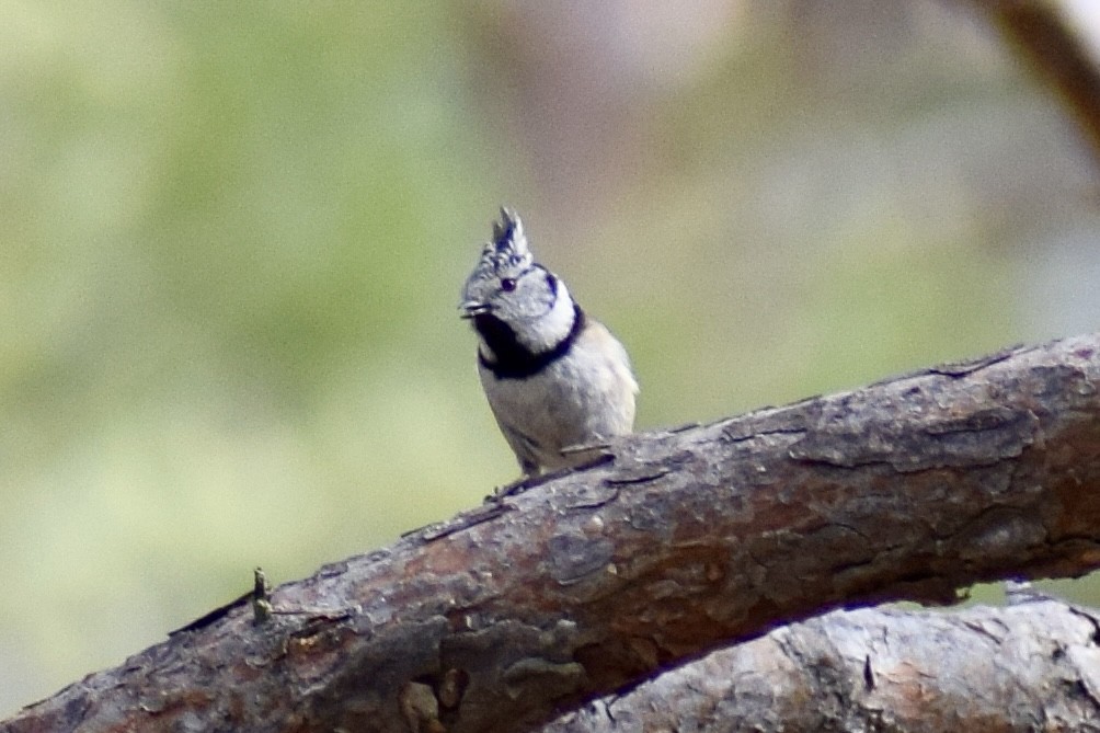 Crested Tit - ML616149241