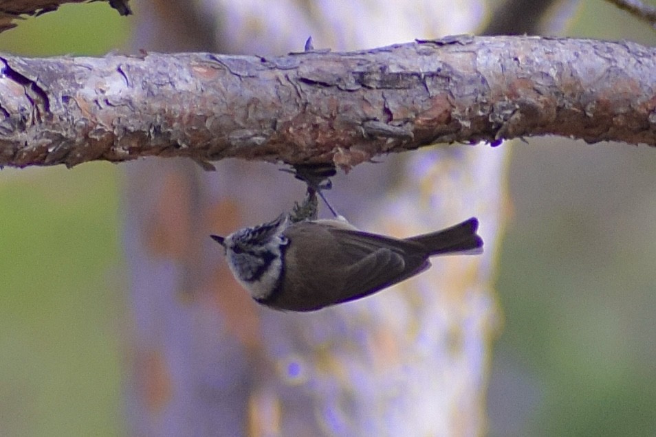 Crested Tit - ML616149242