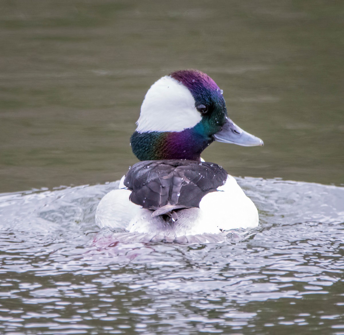 Bufflehead - Paul Williamson