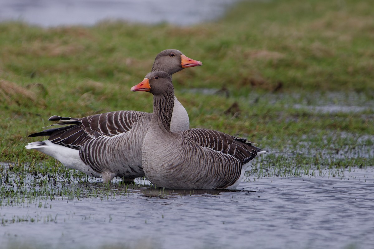 Graylag Goose - Jeffrey Leguit