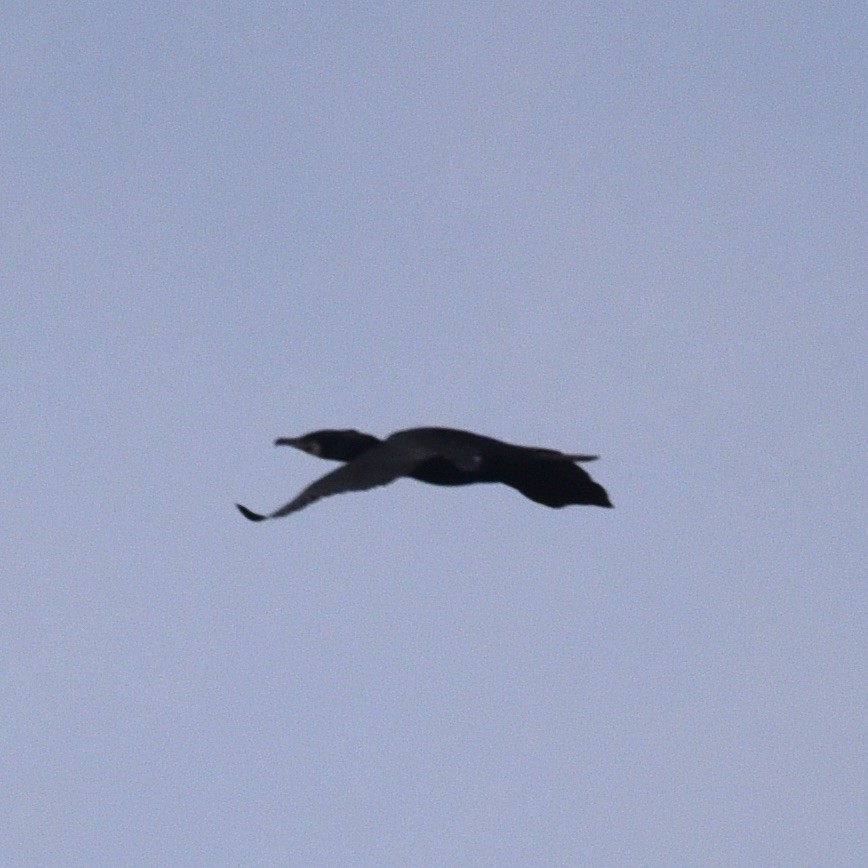 Great Cormorant (North Atlantic) - Hans Holbrook