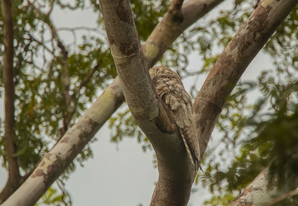 Great Potoo - Nathan Alblas