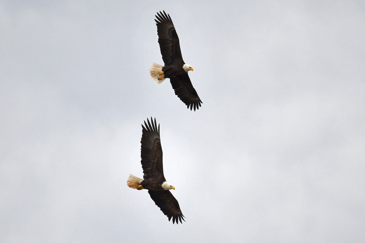 Bald Eagle - ML616149373