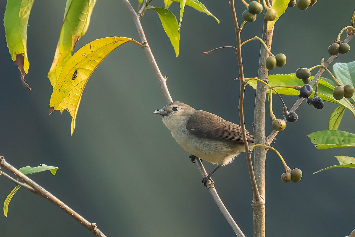 Nilgiri Flowerpecker - ML616149375