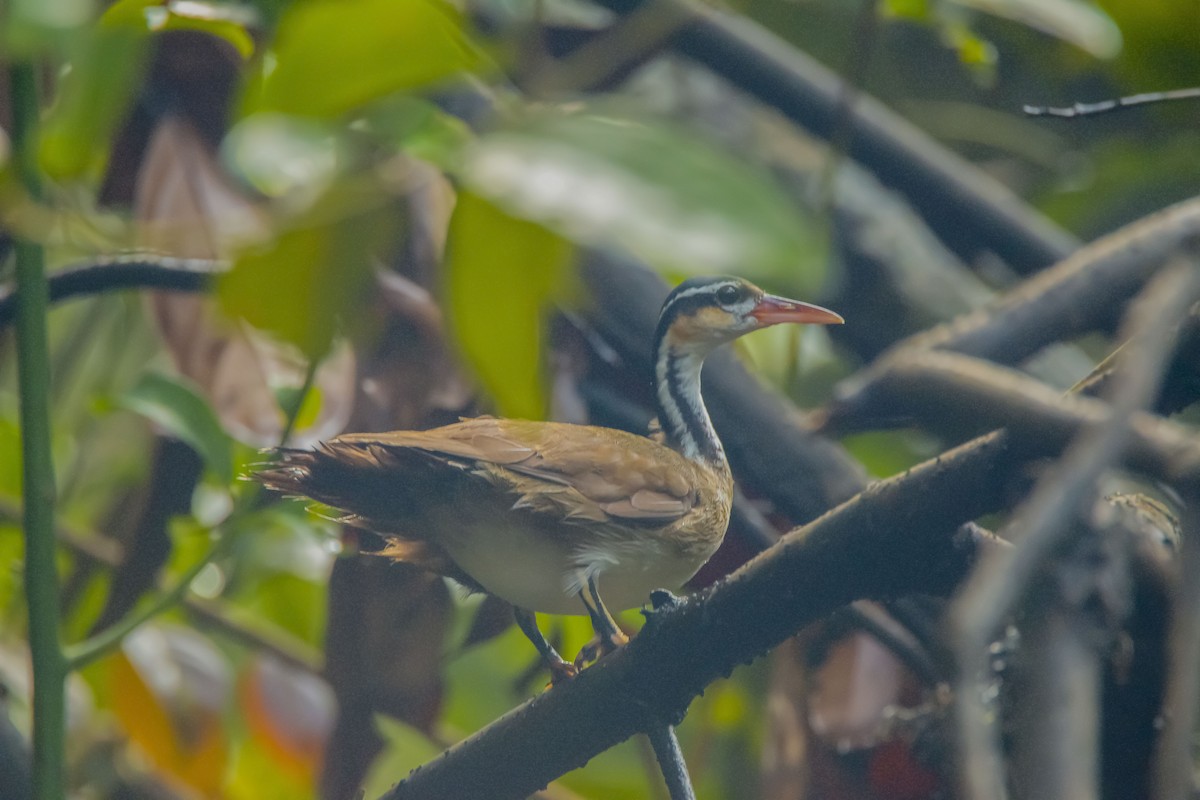 Sungrebe - Nathan Alblas