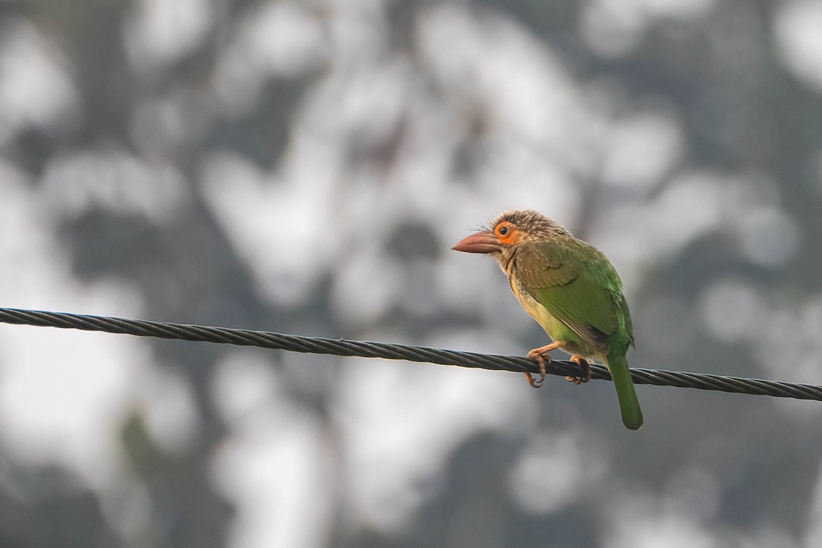 barbet hnědohlavý - ML616149387