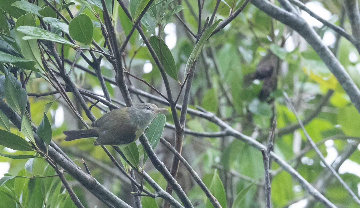 Puerto Rican Vireo - Nick Ramsey