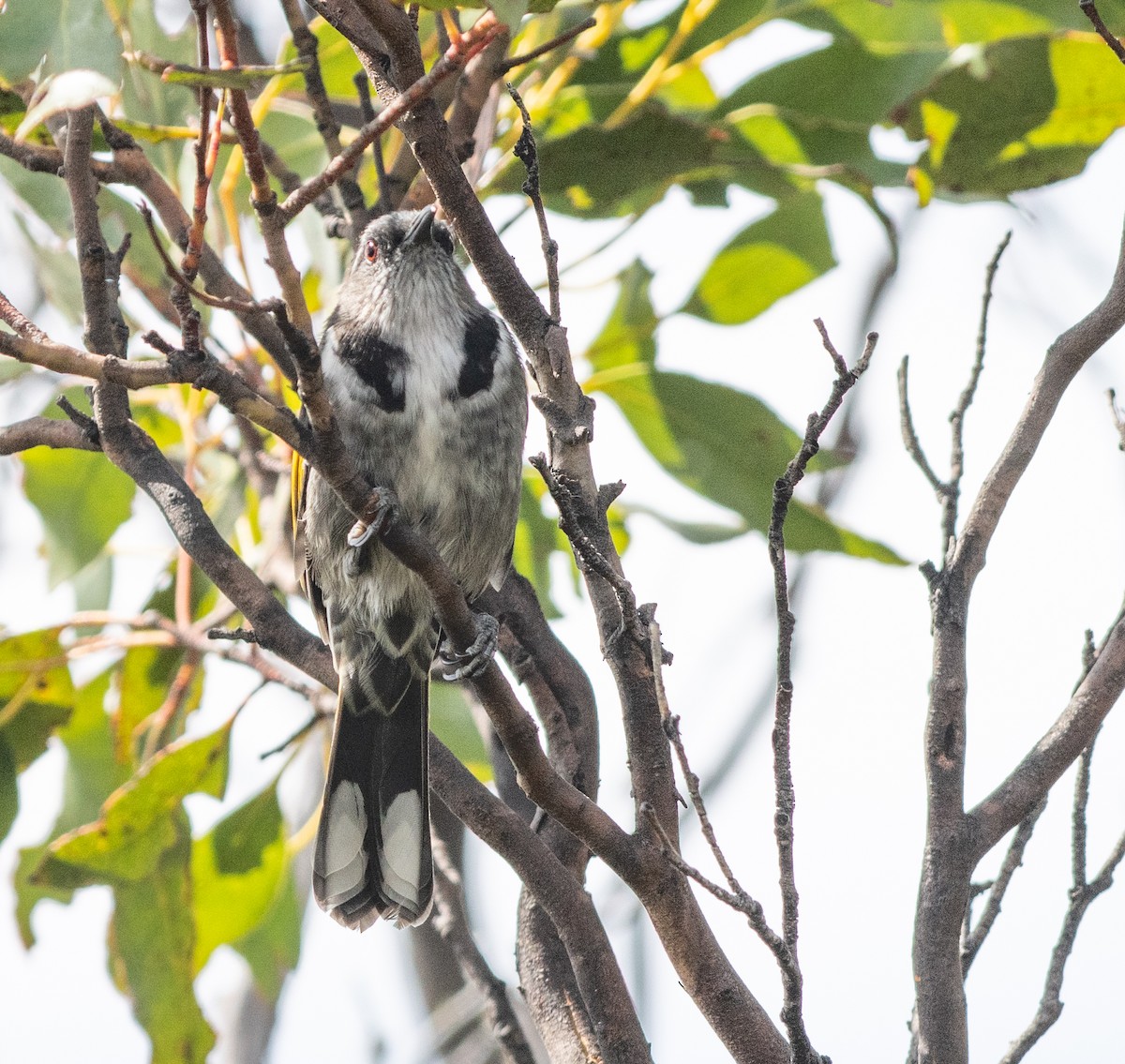 Crescent Honeyeater - Tom Dougherty