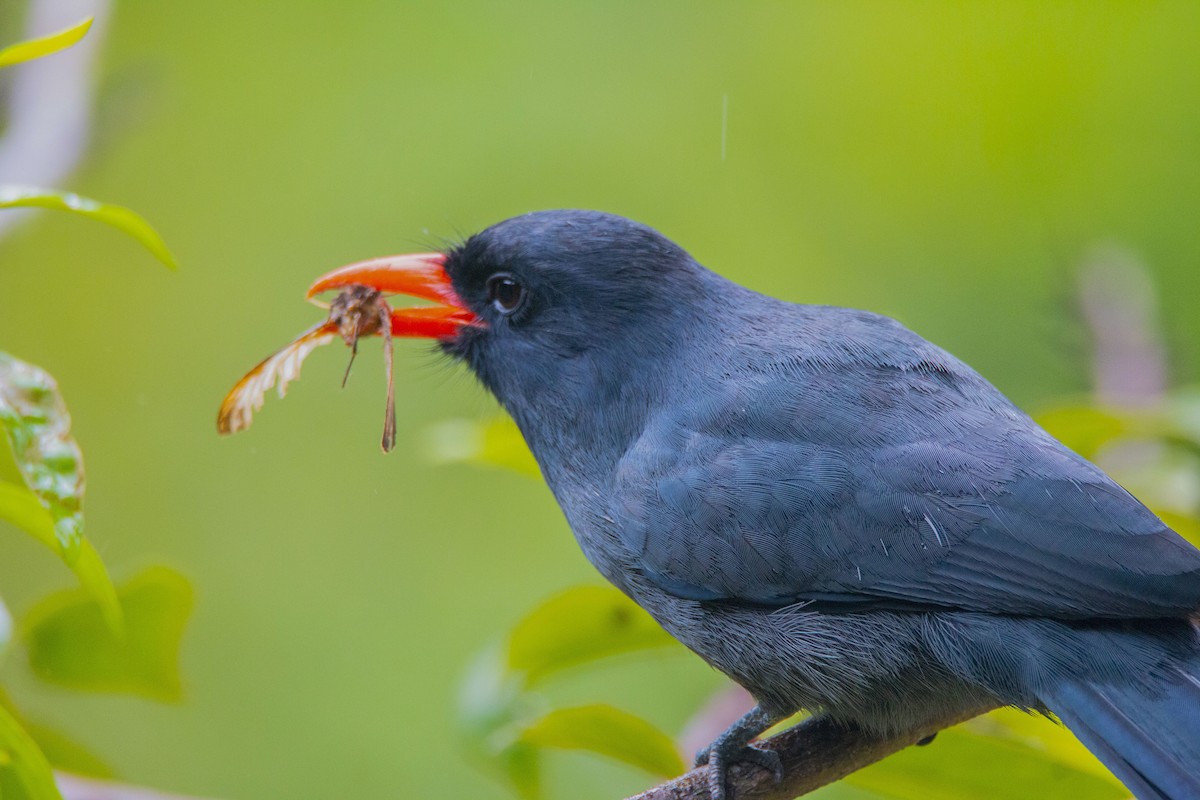 Black-fronted Nunbird - ML616149478