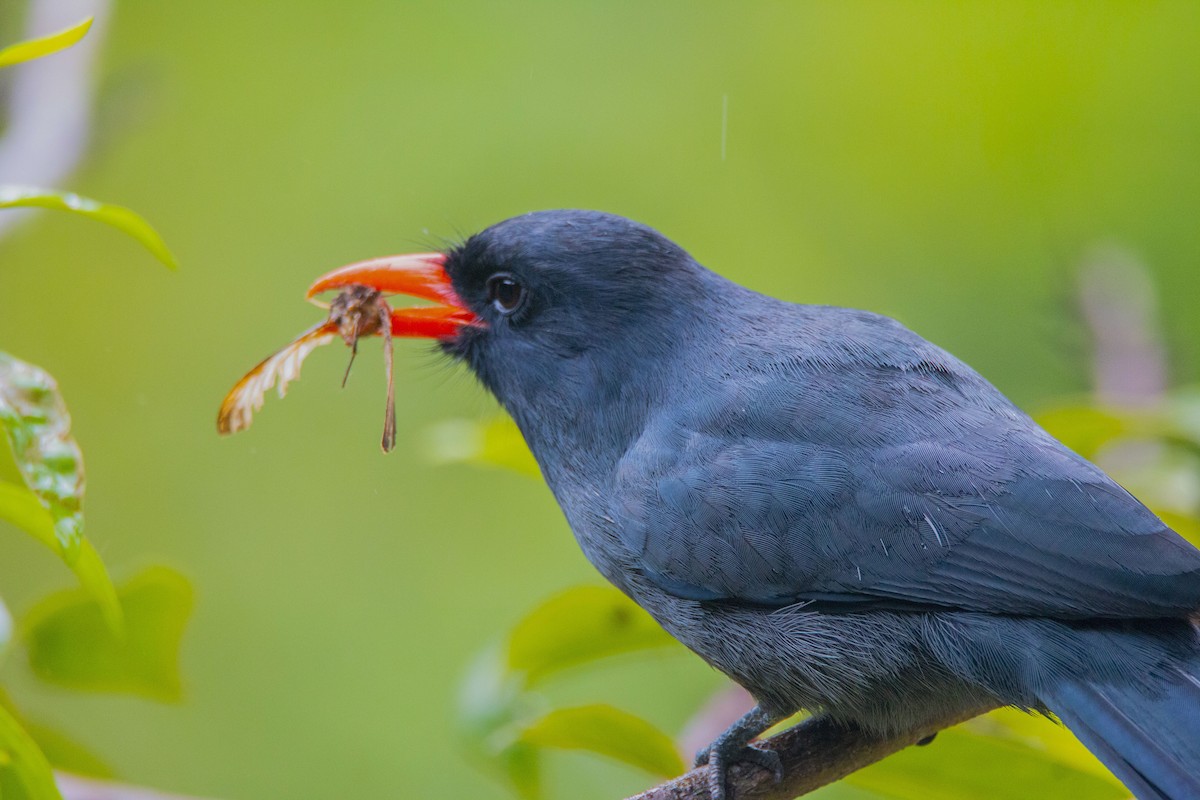 Schwarzstirn-Faulvogel - ML616149478