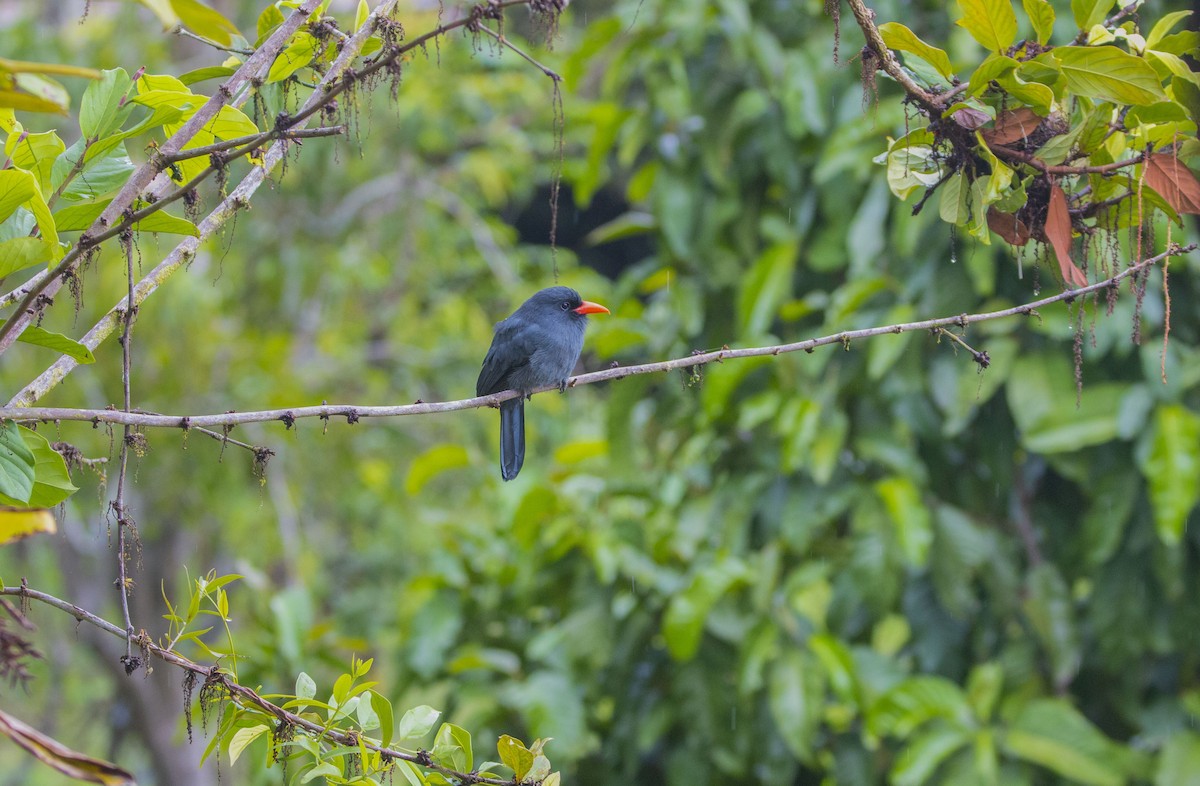 Black-fronted Nunbird - Nathan Alblas