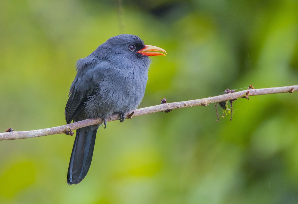 Schwarzstirn-Faulvogel - ML616149480