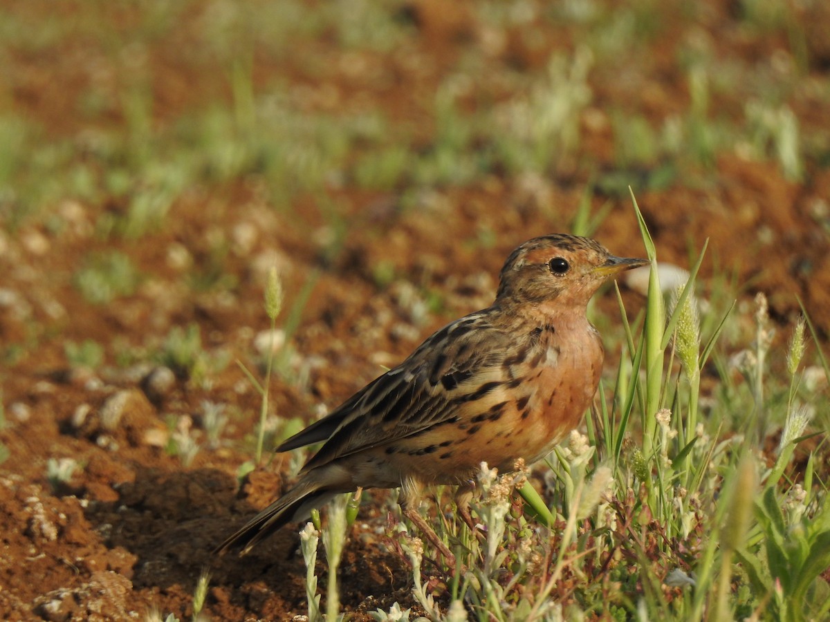 Red-throated Pipit - ML616149486