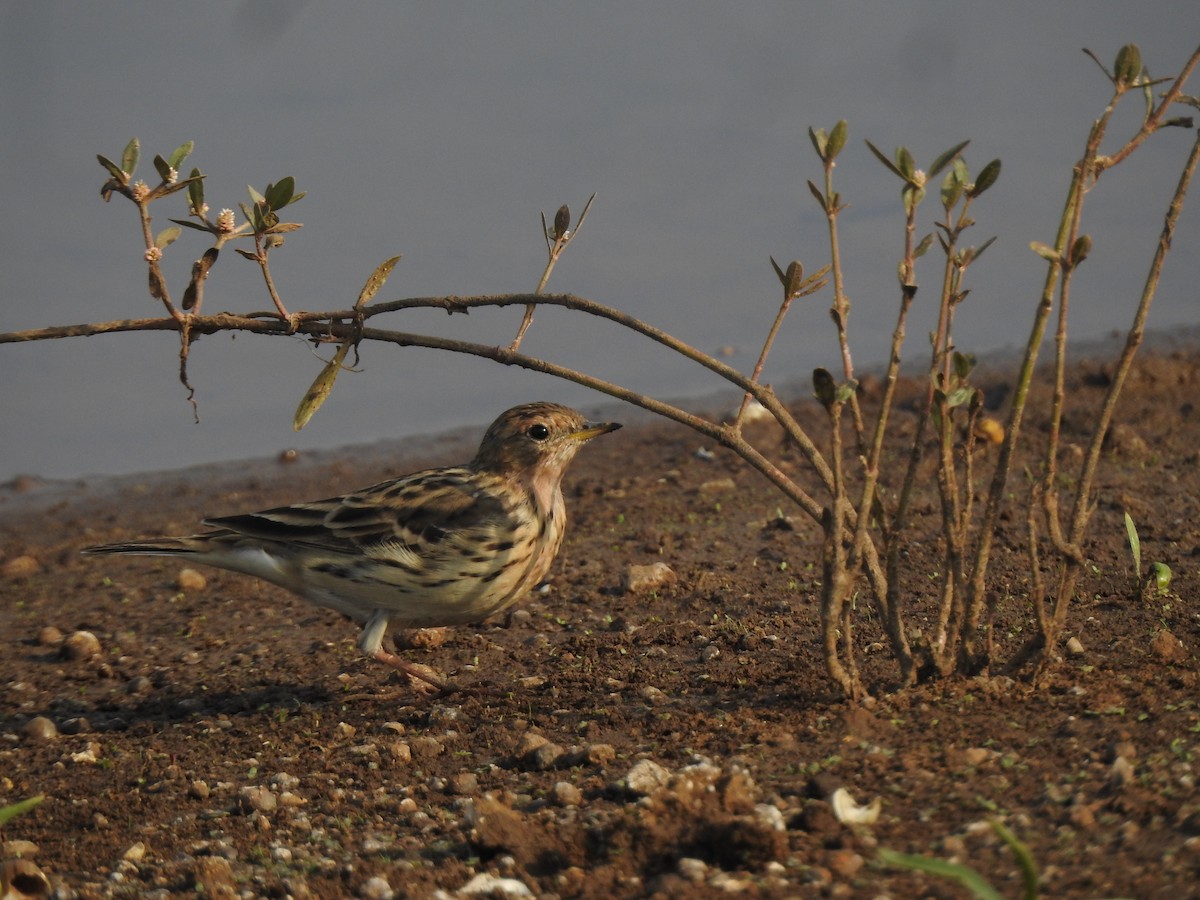 Red-throated Pipit - ML616149487