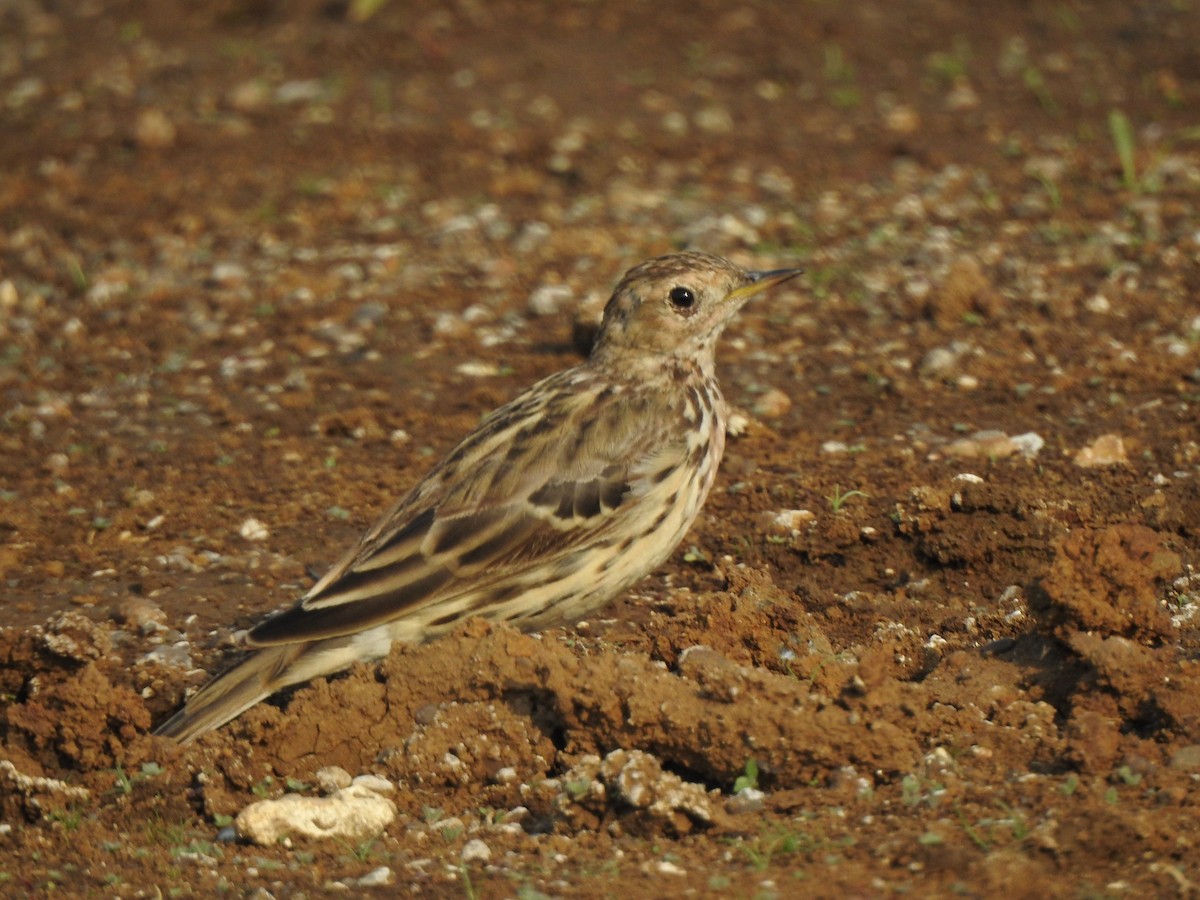 Red-throated Pipit - ML616149489