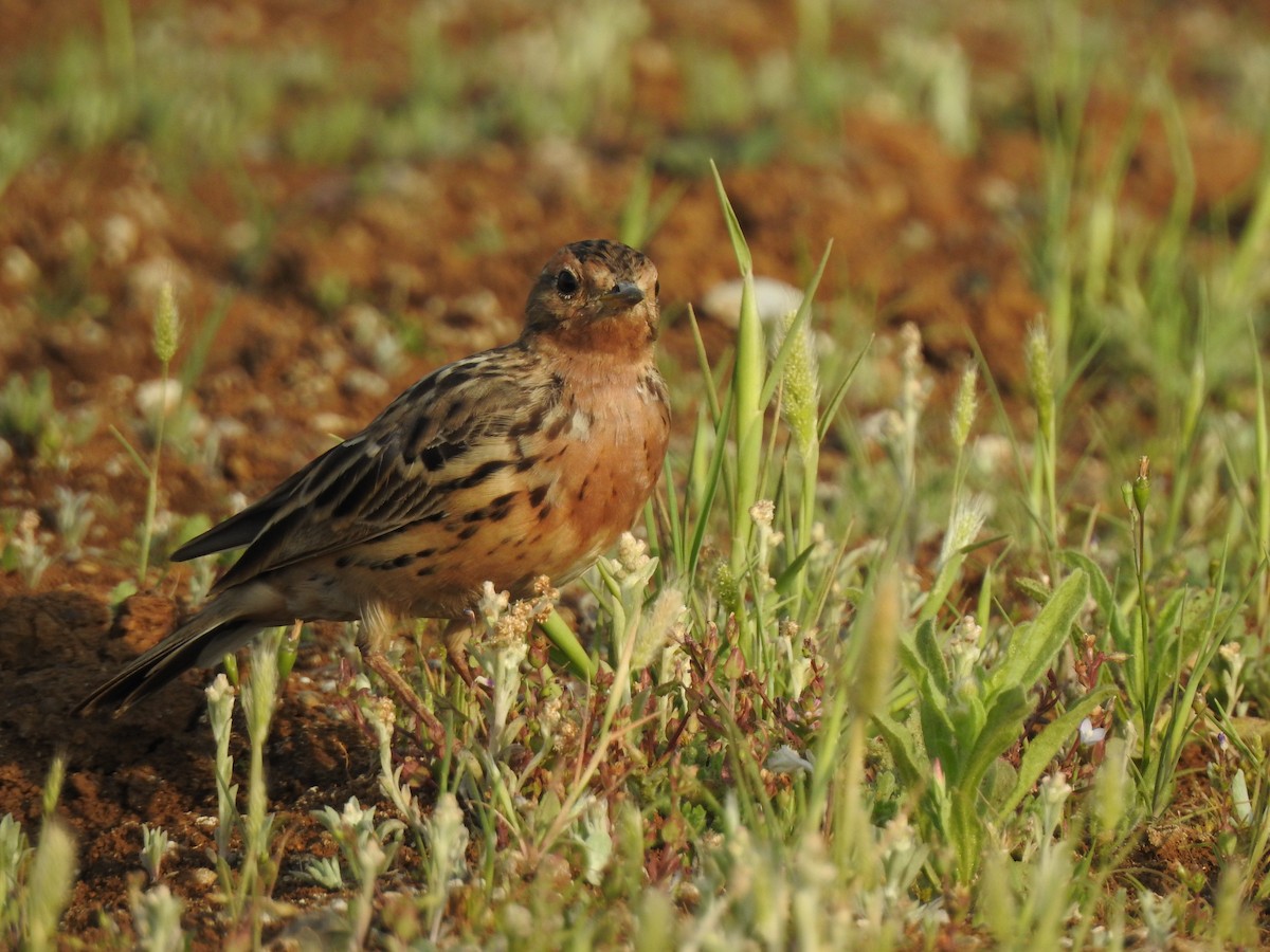 Red-throated Pipit - ML616149490