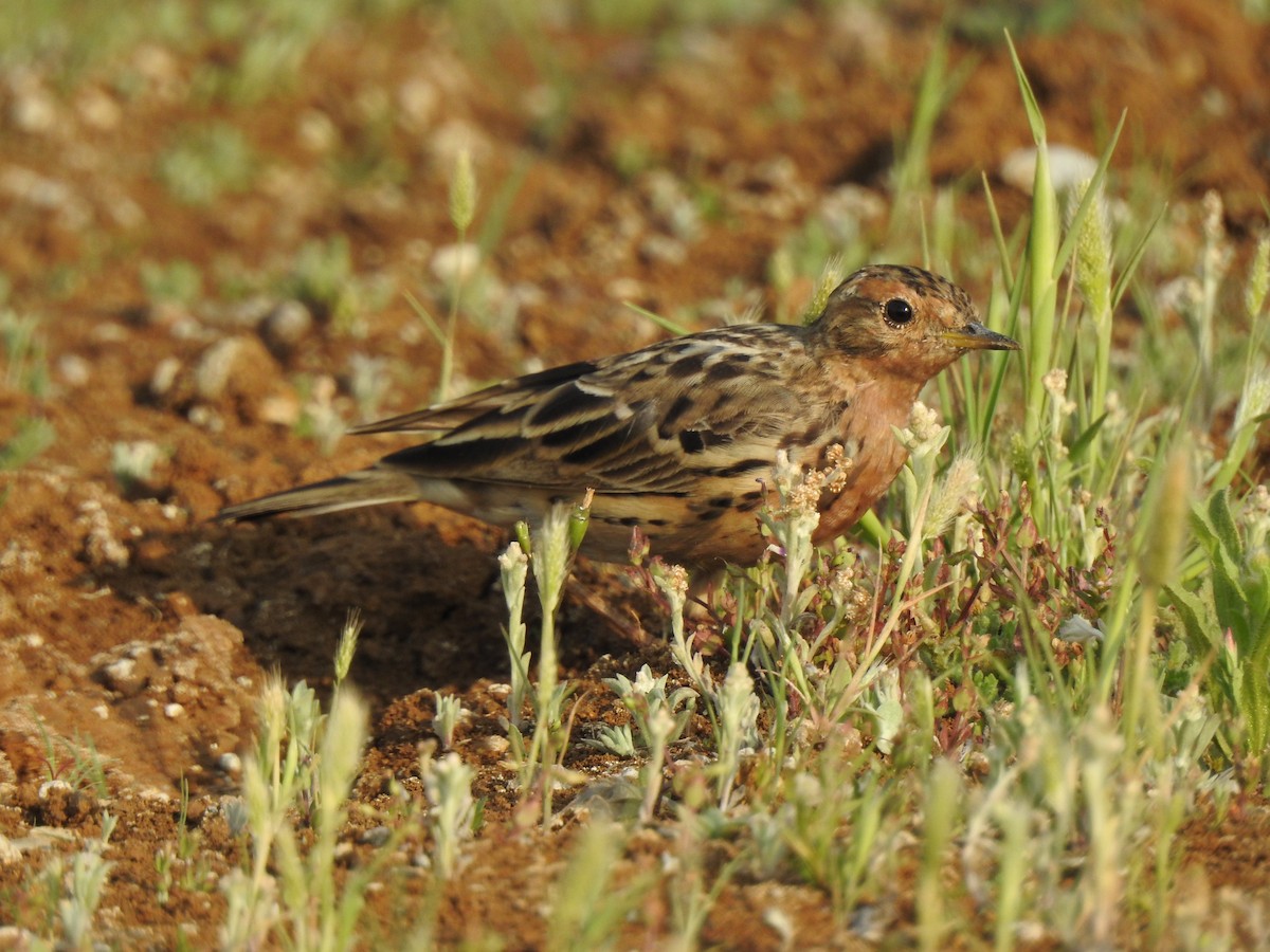 Red-throated Pipit - ML616149491