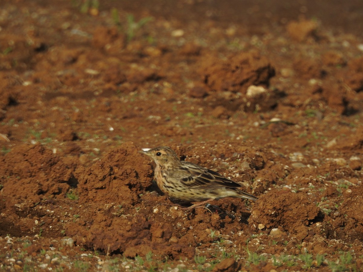 Red-throated Pipit - ML616149492
