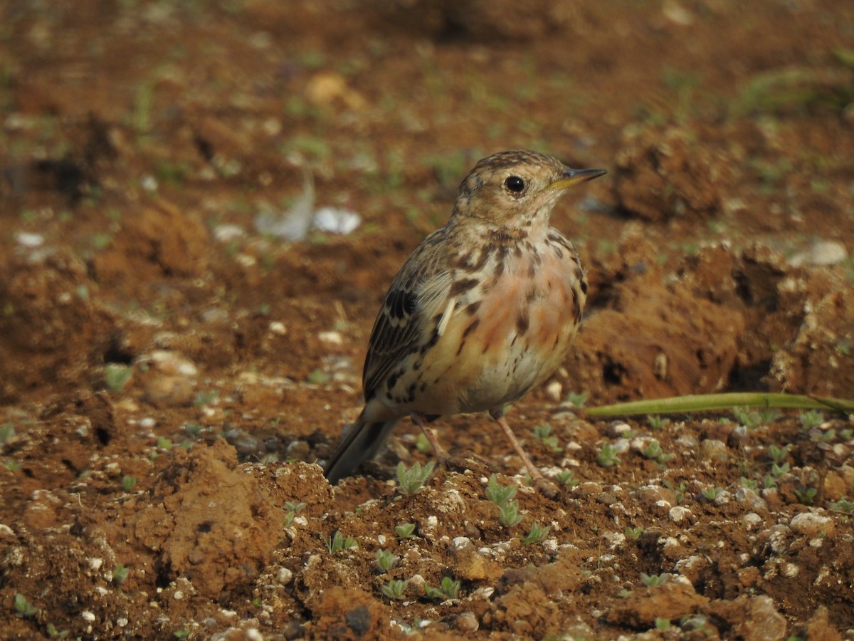 Red-throated Pipit - ML616149493