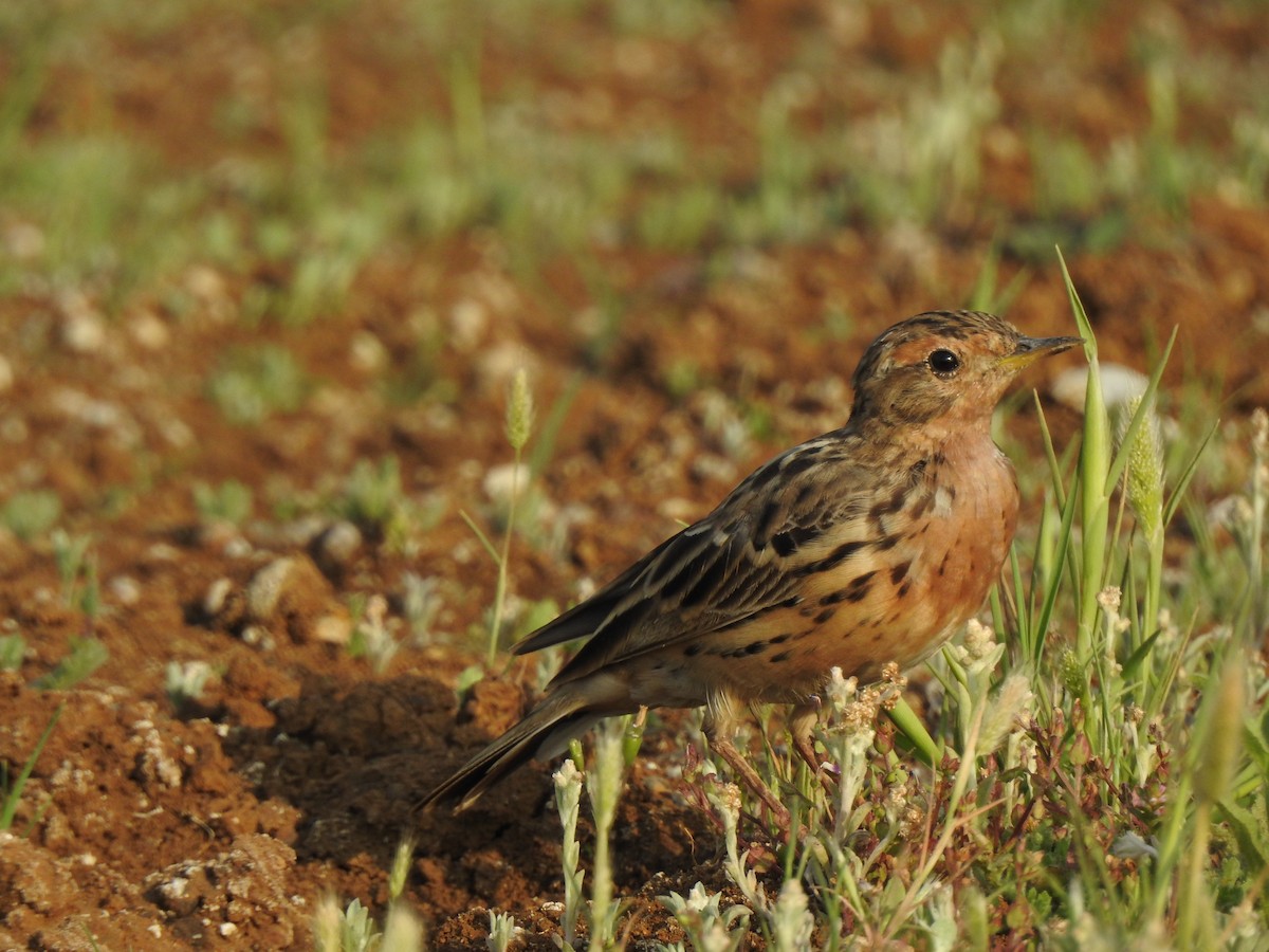 Red-throated Pipit - ML616149494