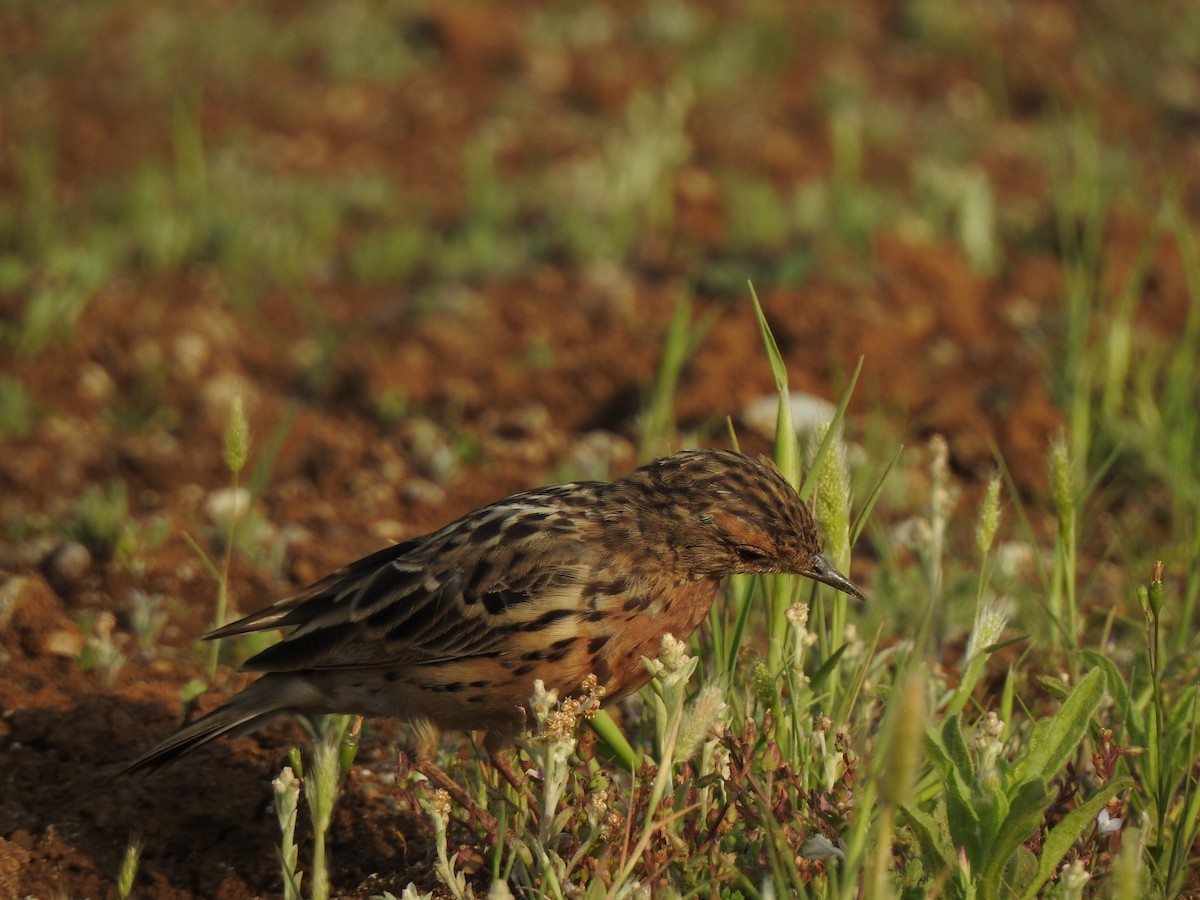 Red-throated Pipit - ML616149496
