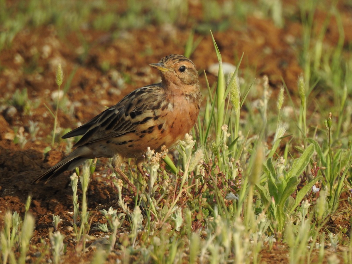 Red-throated Pipit - ML616149497