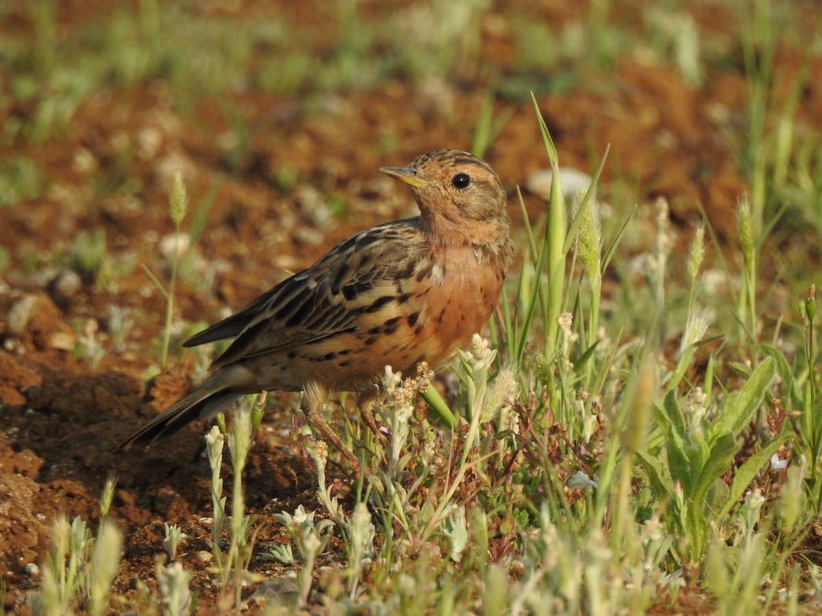 Red-throated Pipit - ML616149500