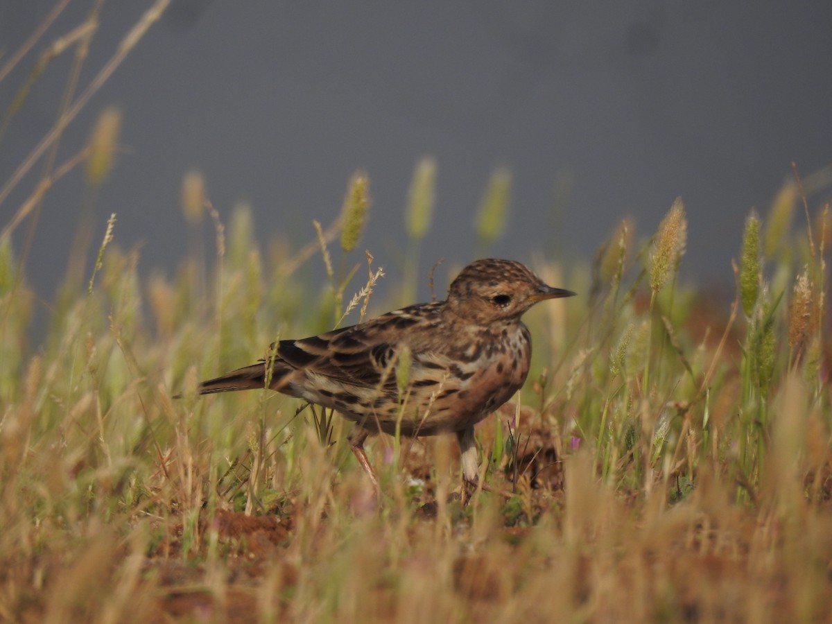 Red-throated Pipit - ML616149501